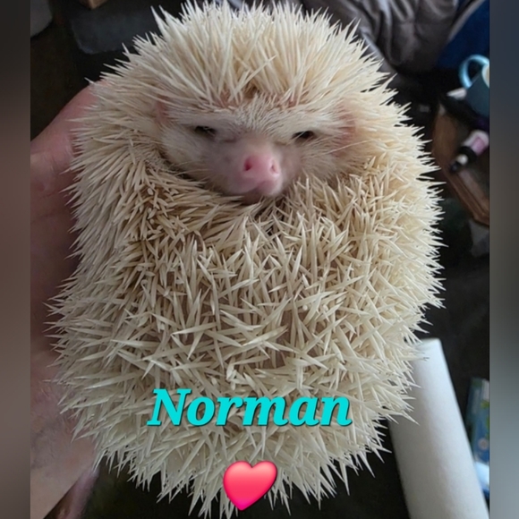 🌞1/31 Please See Update In Comments Gang! 🫶Happy Groundhogs Day! - Picture 16 of 16